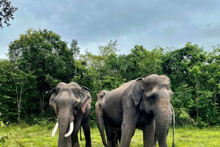 Kulen Éléphant, Siemreap, Cambodge